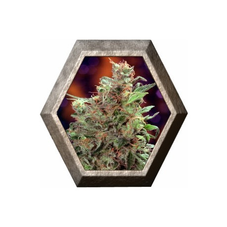 California Orange 3 semillas Dutch Passion Seeds DUTCH PASSION SEEDS DUTCH PASSION SEEDS California Orange 3 semillas Dutch Passion Seeds DUTCH PASSION SEEDS DUTCH PASSION SEEDS