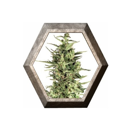Dutch Cheese 3 semillas Dutch Passion Seeds DUTCH PASSION SEEDS DUTCH PASSION SEEDS Dutch Cheese 3 semillas Dutch Passion Seeds DUTCH PASSION SEEDS DUTCH PASSION SEEDS