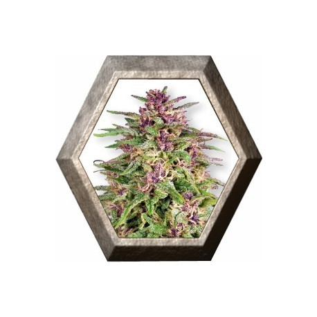 Frisian Dew 3 semillas Dutch Passion Seeds DUTCH PASSION SEEDS DUTCH PASSION SEEDS Frisian Dew 3 semillas Dutch Passion Seeds DUTCH PASSION SEEDS DUTCH PASSION SEEDS