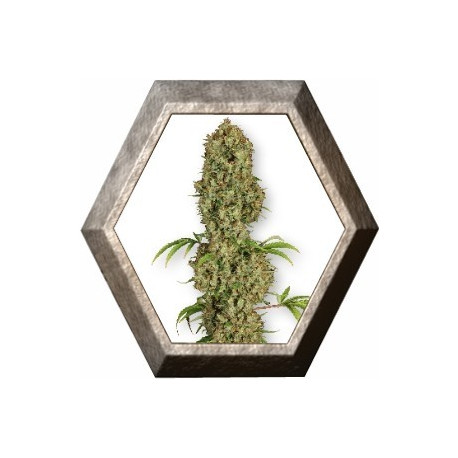 Jorge´s Diamond 3 semillas Dutch Passion Seeds DUTCH PASSION SEEDS DUTCH PASSION SEEDS Jorge´s Diamond 3 semillas Dutch Passion Seeds DUTCH PASSION SEEDS DUTCH PASSION SEEDS