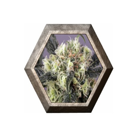 Snow Bud 3 semillas Dutch Passion Seeds DUTCH PASSION SEEDS DUTCH PASSION SEEDS Snow Bud 3 semillas Dutch Passion Seeds DUTCH PASSION SEEDS DUTCH PASSION SEEDS