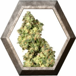 Ultra Skunk 3 semillas Dutch Passion Seeds DUTCH PASSION SEEDS DUTCH PASSION SEEDS