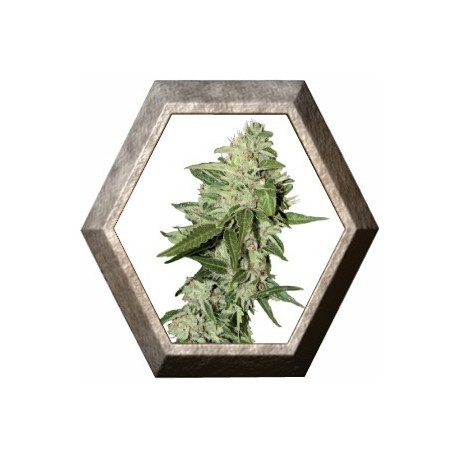 Automazar 3 semillas Dutch Passion Seeds DUTCH PASSION SEEDS DUTCH PASSION SEEDS Automazar 3 semillas Dutch Passion Seeds DUTCH PASSION SEEDS DUTCH PASSION SEEDS