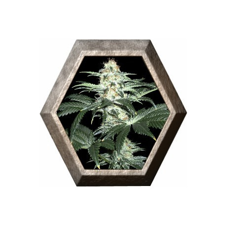 Critical Sensi Star 1 semilla Delicious Seeds DELICIOUS SEEDS DELICIOUS SEEDS