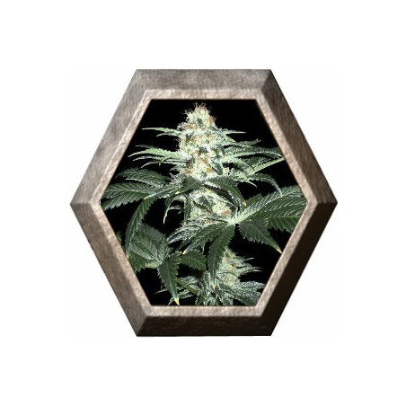 Critical Sensi Star 1 semilla Delicious Seeds DELICIOUS SEEDS DELICIOUS SEEDS