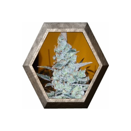 Critical Jack Herer 1 semilla Delicious Seeds DELICIOUS SEEDS DELICIOUS SEEDS