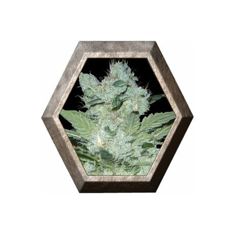 Critical Neville Haze 1 semilla Delicious Seeds DELICIOUS SEEDS DELICIOUS SEEDS
