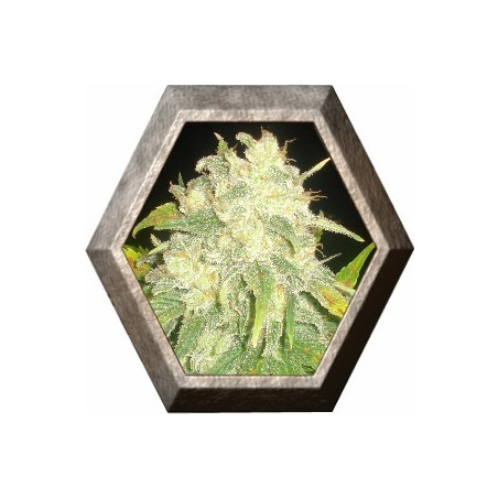 Il Diavolo Auto 1 semilla Delicious Seeds DELICIOUS SEEDS DELICIOUS SEEDS