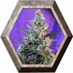 Sweet Skunk Auto 3 semillas Sweet Seeds SWEET SEEDS SWEET SEEDS