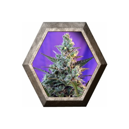 Sweet Skunk Auto 3 semillas Sweet Seeds SWEET SEEDS SWEET SEEDS