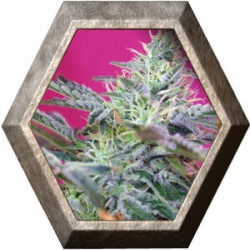 Sweet Cheese Auto 3 semillas Sweet Seeds SWEET SEEDS SWEET SEEDS