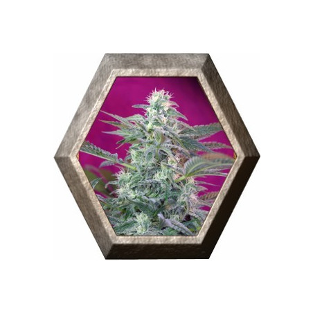 Big Foot 3 semillas Sweet Seeds SWEET SEEDS SWEET SEEDS