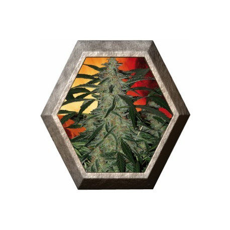 Deimos Auto 1 semilla Buddha Seeds BUDDHA SEEDS BUDDHA SEEDS