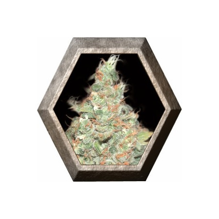 Auto Wembley 1 semillas Pyramid Seeds PYRAMID SEEDS PYRAMID SEEDS