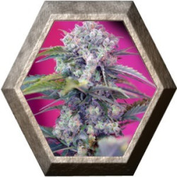 Cream Mandarine Auto 3 semillas Sweet Seeds SWEET SEEDS SWEET SEEDS