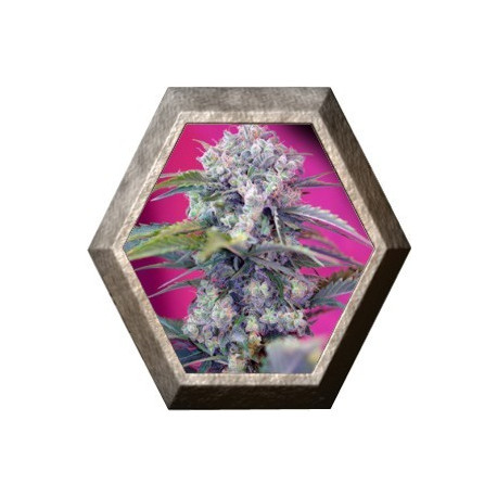 Cream Mandarine Auto 3 semillas Sweet Seeds SWEET SEEDS SWEET SEEDS