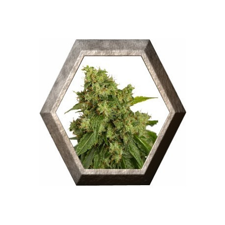 AutoXtreme 3 semillas Dutch Passion DUTCH PASSION SEEDS DUTCH PASSION SEEDS AutoXtreme 3 semillas Dutch Passion DUTCH PASSION SEEDS DUTCH PASSION SEEDS