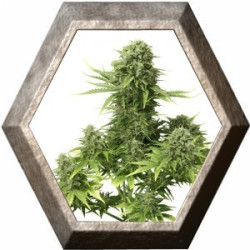 Auto StarRyder 3 semillas Dutch Passion DUTCH PASSION SEEDS