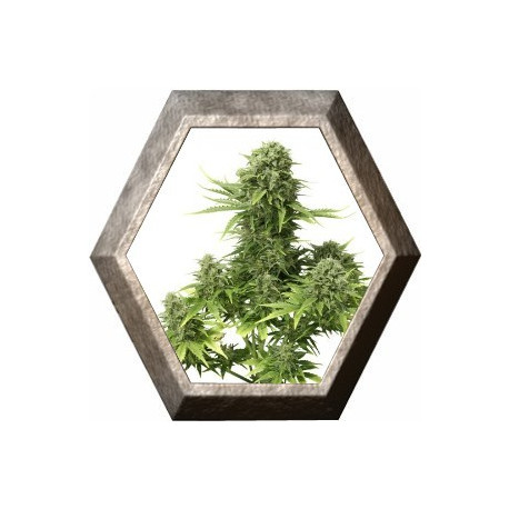 Auto StarRyder 3 semillas Dutch Passion DUTCH PASSION SEEDS Auto StarRyder 3 semillas Dutch Passion DUTCH PASSION SEEDS
