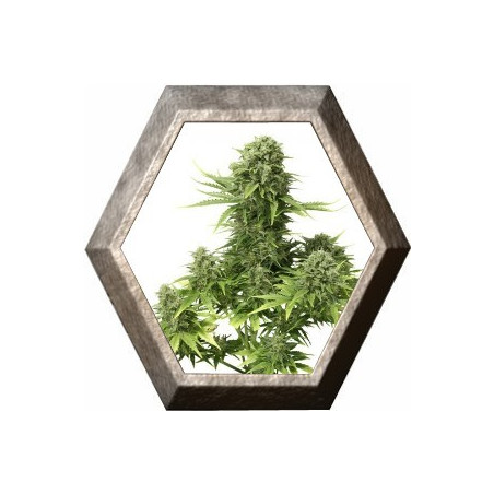 Auto StarRyder 3 semillas Dutch Passion DUTCH PASSION SEEDS