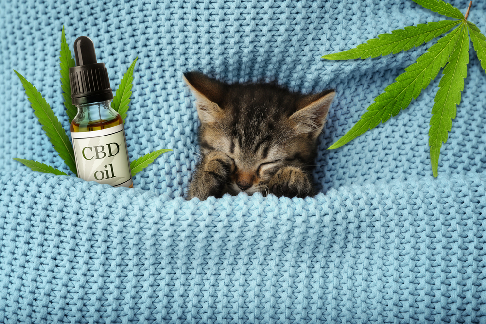 ¿Funciona el CBD para dormir?