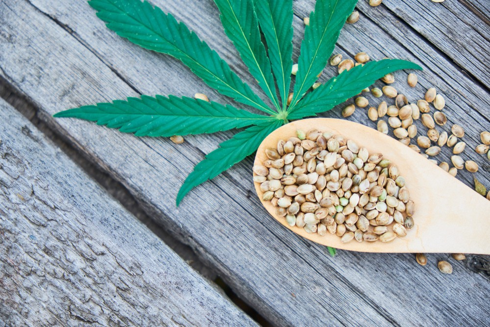 ¿Qué son las semillas de cbd?