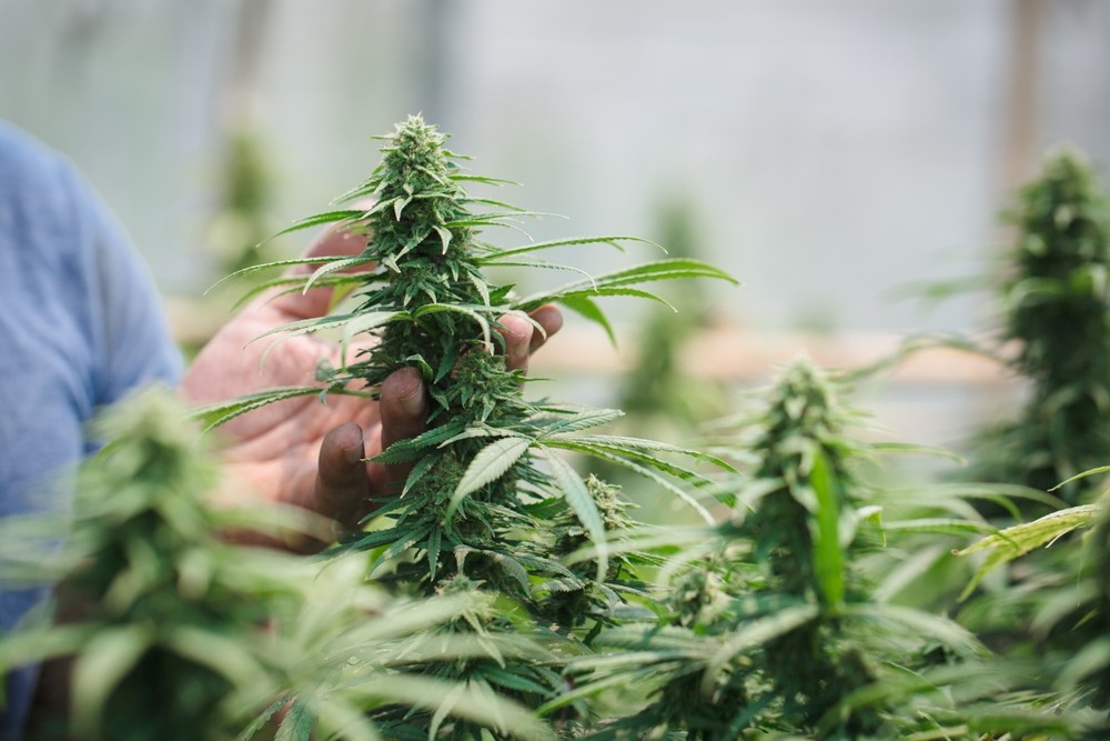 Aprende los métodos para cultivar cbd