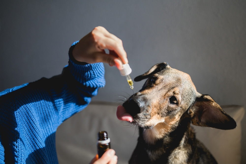 ¿Cómo usar el aceite de CBD para mascotas? ¡Estos sus beneficios!