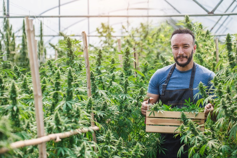 ¿Cómo plantar semillas de CBD? ¡Aprende los pasos a seguir!