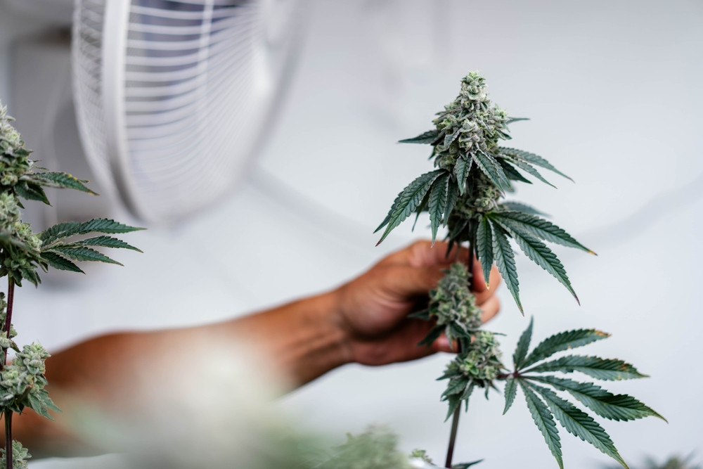 ¿Cuáles son las diferencias entre THC y el CBD?