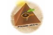 PYRAMID SEEDS