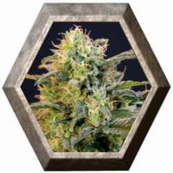 Mamba Negra 3 semillas Blim Burn Seeds BLIM BURN SEEDS BLIM BURN