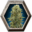 Auto Afghan Mass 5 semillas 00 Seeds Bank