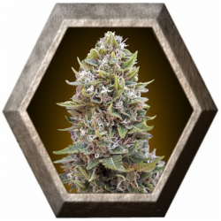 Auto Cheese Berry 5 semillas 00 Seeds Bank 00 SEEDS BANK 00 SEEDS BANK