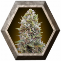 Auto Cheese Berry 5 semillas 00 Seeds Bank