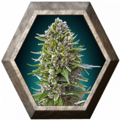 Auto Northern Light 5 semillas 00 Seeds Bank 00 SEEDS BANK 00 SEEDS BANK