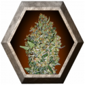 Cheese Berry 5 semillas 00 Seeds Bank