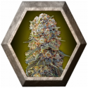 Sweet Critical 5 semillas 00 Seeds Bank