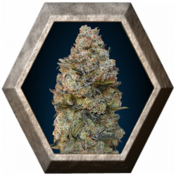 Chocolate Skunk 5 semillas 00 Seeds Bank 00 SEEDS BANK 00 SEEDS BANK