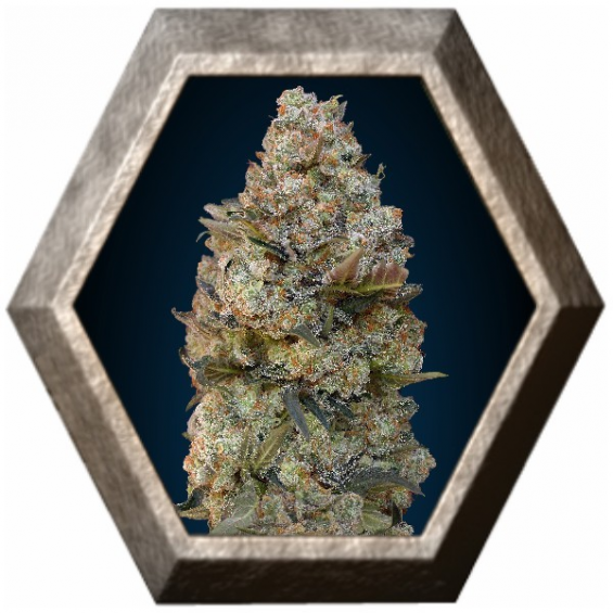 Chocolate Skunk 5 semillas 00 Seeds Bank 00 SEEDS BANK 00 SEEDS BANK