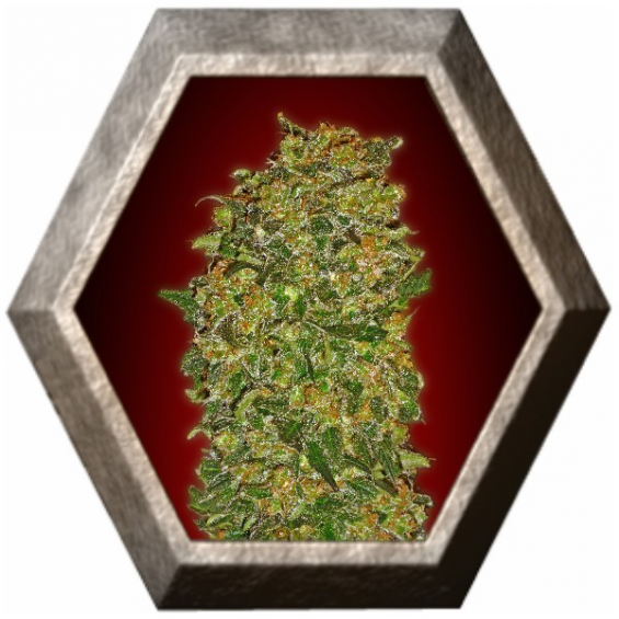 Chocolate Kush 5 semillas 00 Seeds Bank 00 SEEDS BANK 00 SEEDS BANK