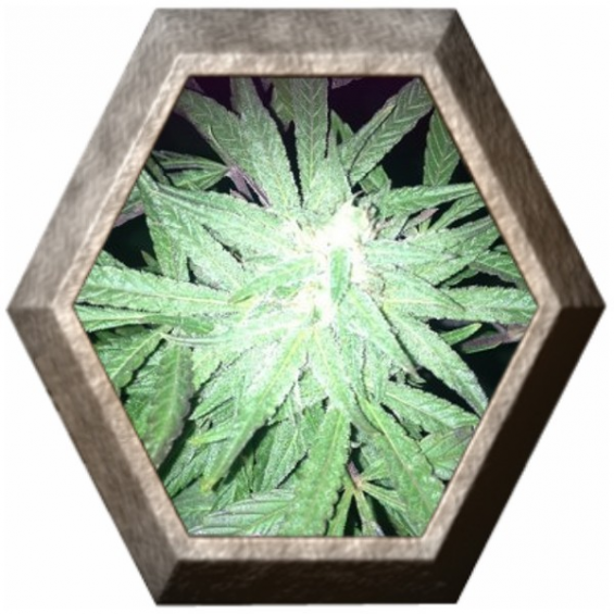 Auto Melon Gum 2 semillas D.R. Underground DR.UNDERGROUND  D.R. UNDERGROUND FEMINIZED SEEDS