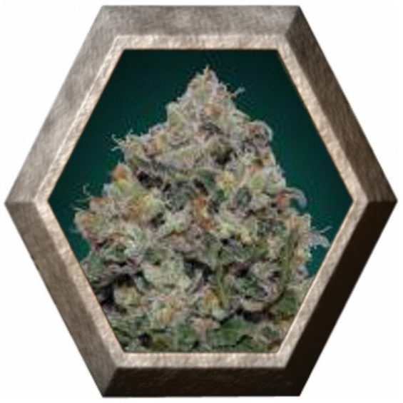 Northern Lights 5 semillas 00 Seeds Bank 00 SEEDS BANK 00 SEEDS BANK