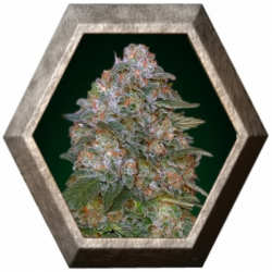 Critical Soma 1 semilla Advanced Seeds ADVANCED SEEDS ADVANCED SEEDS