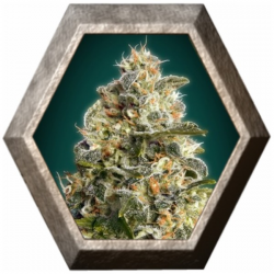 Heavy Bud 1 semilla Advanced Seeds ADVANCED SEEDS ADVANCED SEEDS