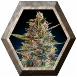 Auto Blue Diesel 1 semilla Advanced Seeds ADVANCED SEEDS ADVANCED SEEDS