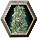 Auto Heavy Bud 1 semilla Advanced Seeds