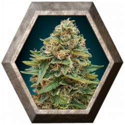 Auto Skunk 47 1 semilla Advanced Seeds ADVANCED SEEDS ADVANCED SEEDS