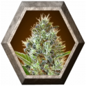 Auto Somango 1 semilla Advanced Seeds