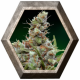 CBD Blue Shark 1 semilla Barney's Farm Seeds BARNEY´S FARM SEEDS  BARNEY´S FARM